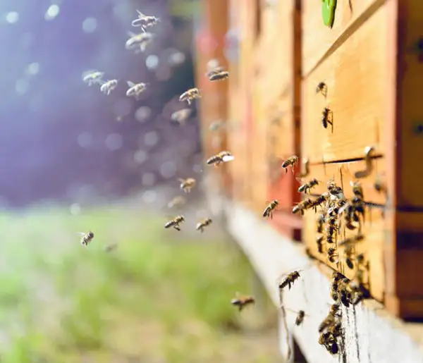 honeybees buzzing around a hive