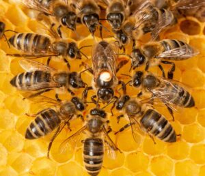 bees on a honeycoomb