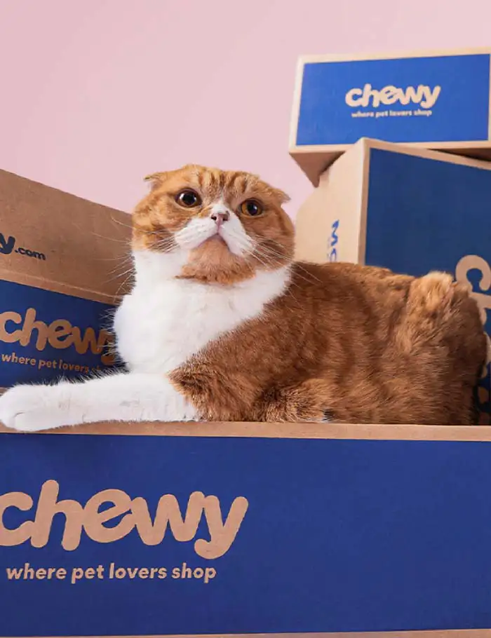 cat sitting on top of Chewy cardboard boxes