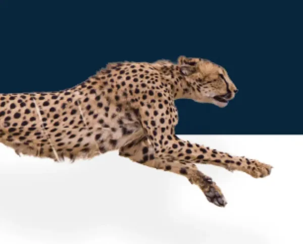 DFCU cheetah