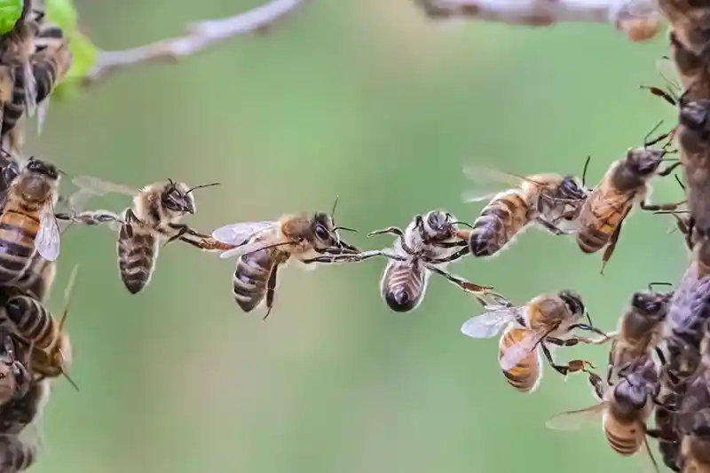 honeybees chaining