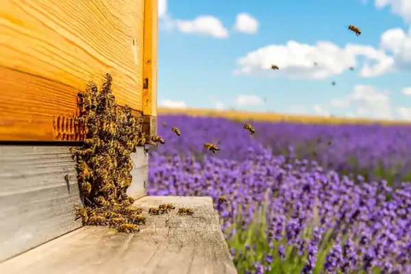 honeybees swarming a hive