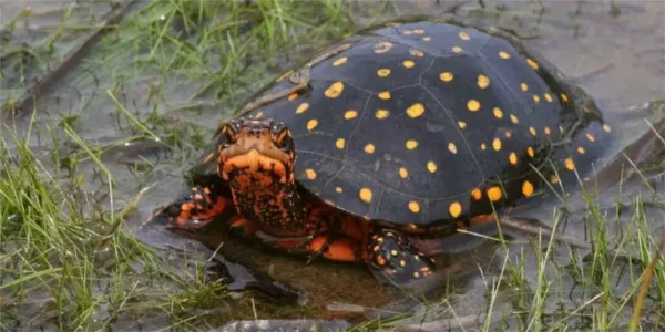 painted turtle in an Oakland County Park